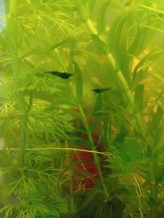 Krewetki neocaridina