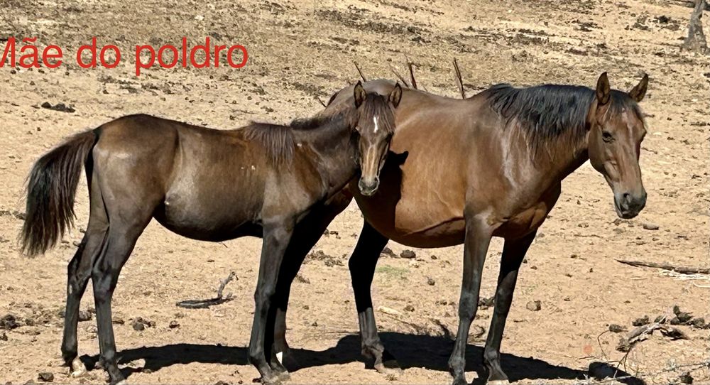 Plodro cruzado lusitano com ingles
