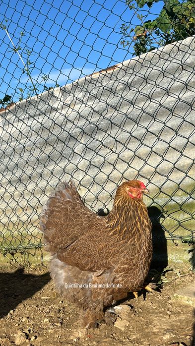 Brahma perdiz Dourado/azul [frangos]