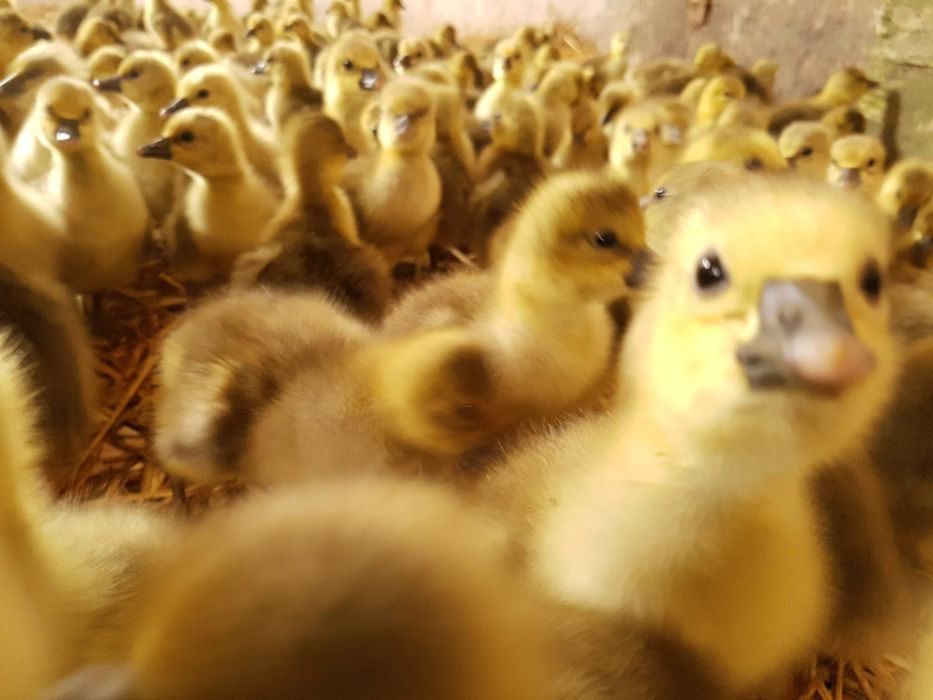 Kaczki młode pisklęta różne pekin, mulard możliwy dowóz