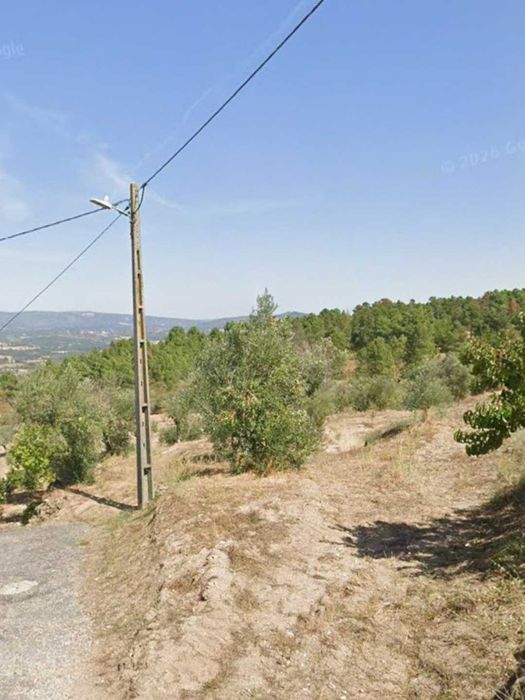 Terreno com oliveiras em Aldeia da Serra