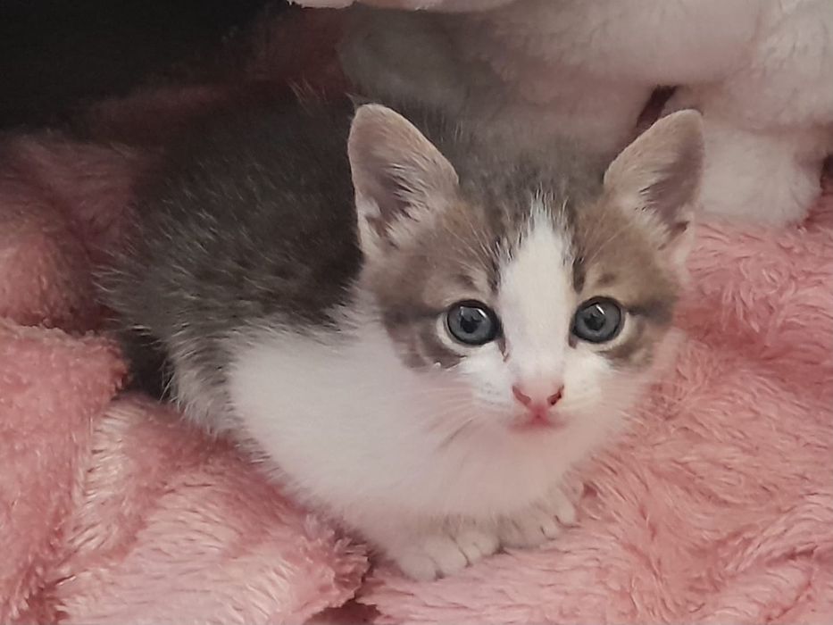 Doação de gatinho