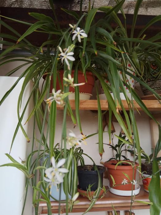 продам хлорофитум бонни океан