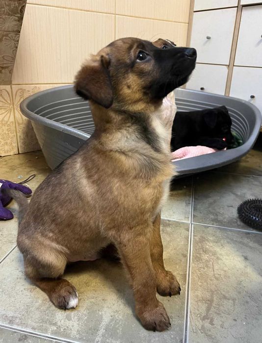 Szczeniaczek Amik szuka domu