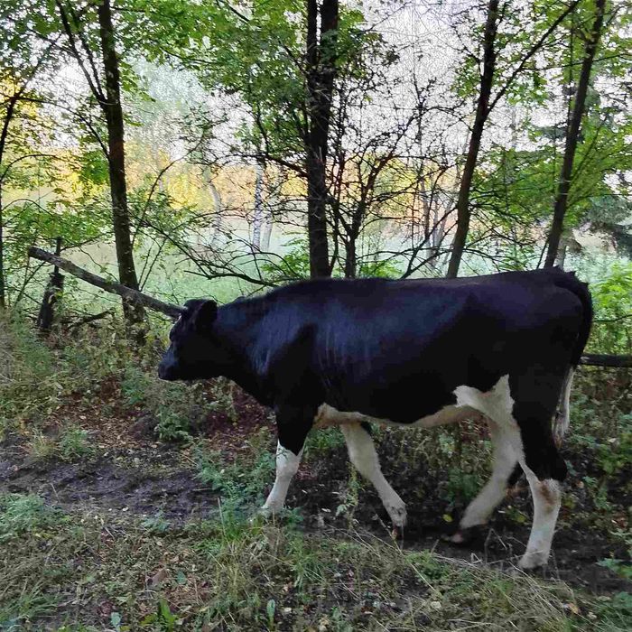 Продам теличку 1,3 роки