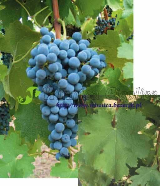 Winorośl sadzonka odmiany przerobowe