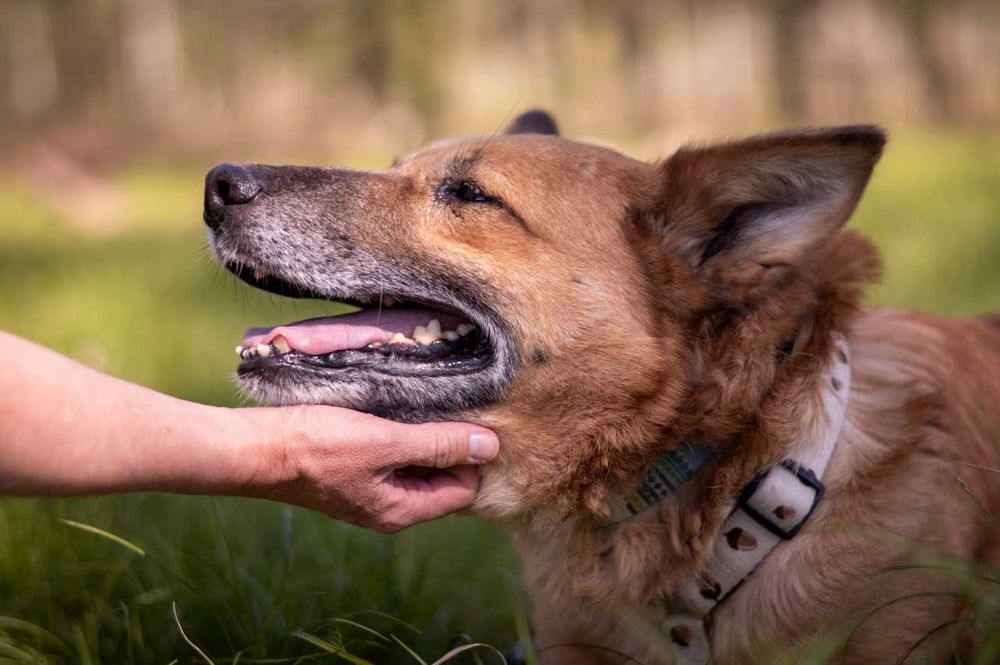 Irys - pilnie potrzebuje dobrego człowieka ADOPCJA