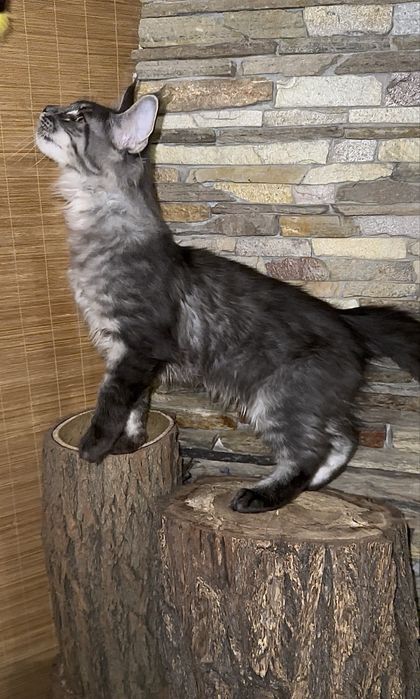 Мейн-кун хлопчик чорний таббі на сріблі