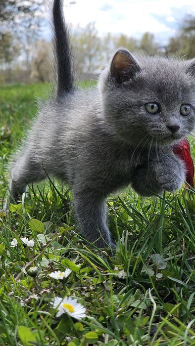 Кошенята  британські короткошерстні (3 хлопчика + 1 дівчинка) 2 місяці.