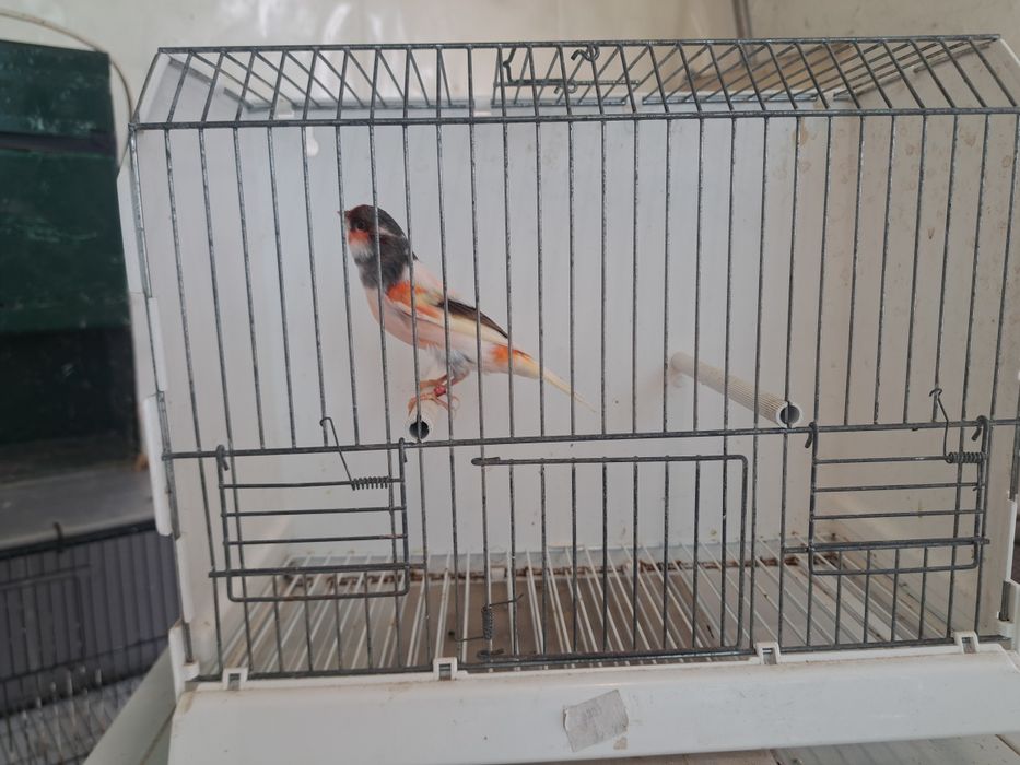 Canário Arlequim Português