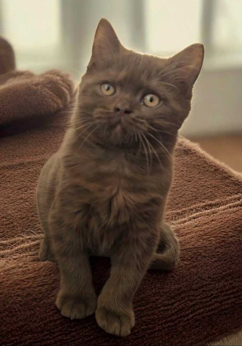 British Shothair chocolate macho com Lop