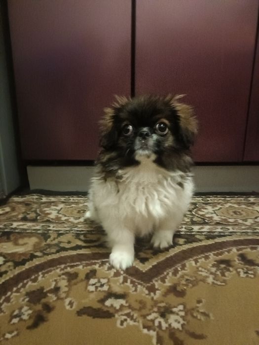 Королівський Пекінес