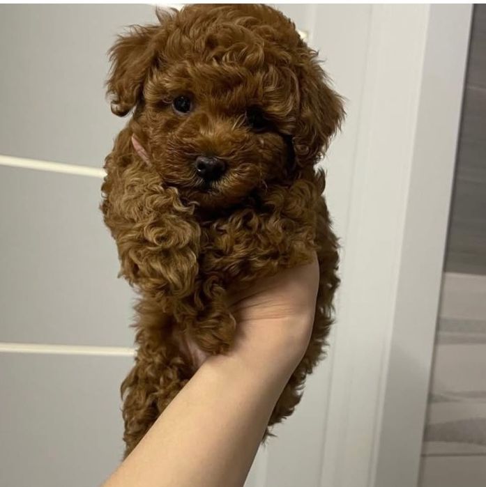 Той-пудель — маленькое счастье