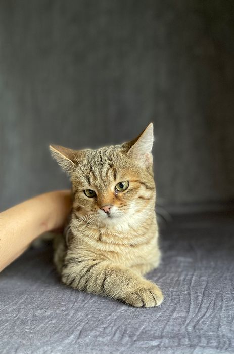 Котята котики отдам пушистый котенок