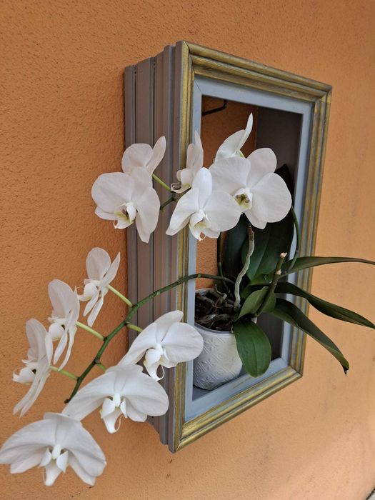 Plantas de interior/exterior suculentas