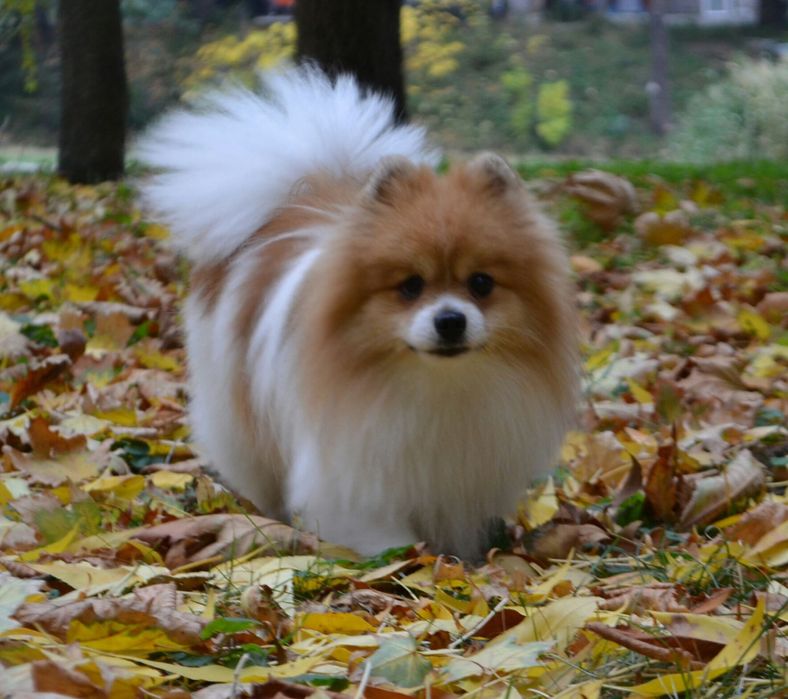 Шикарний мужчина, чекає на кохання)  деталі по теле.