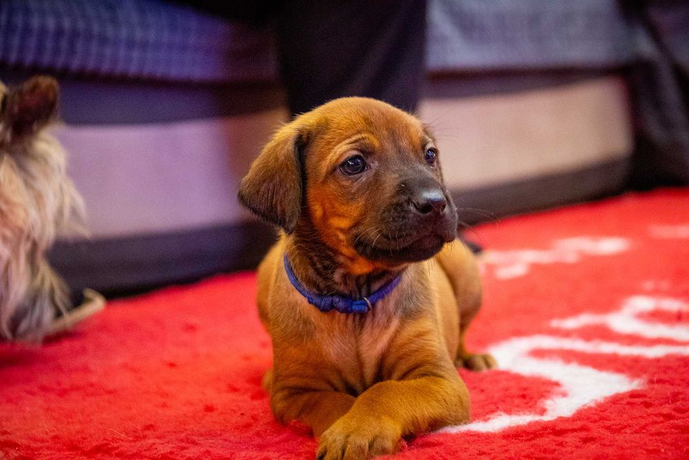 Rhodesian Ridgeback - suczka FCI