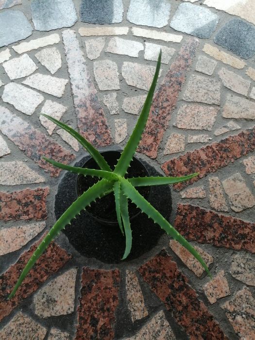 Aloes kwiat leczniczy