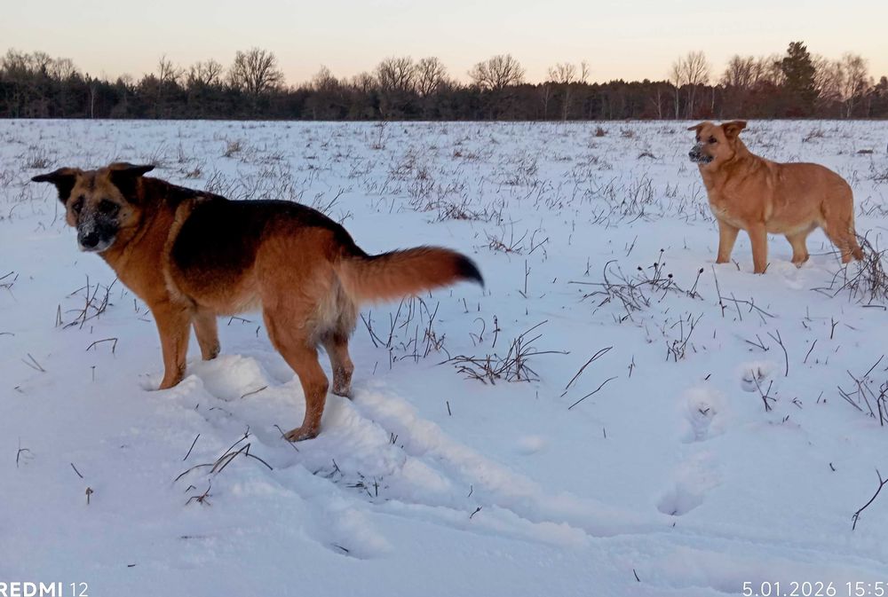 Dwie Siostrunie Zgrany Duet Deska Ayra Owczarek Niem DOWÓZ cała Polska