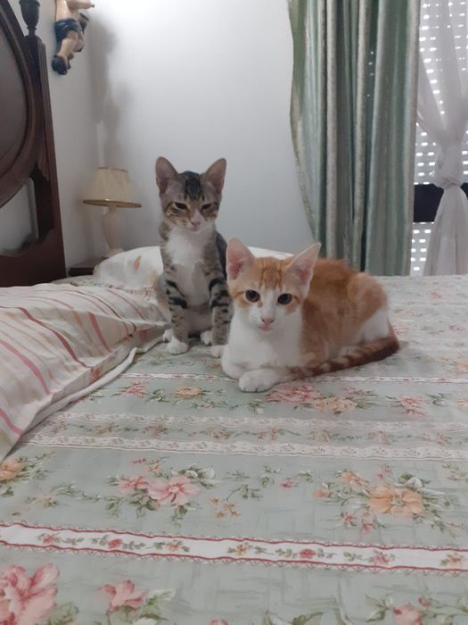 Gatinhos laranja e tigrado para adoção