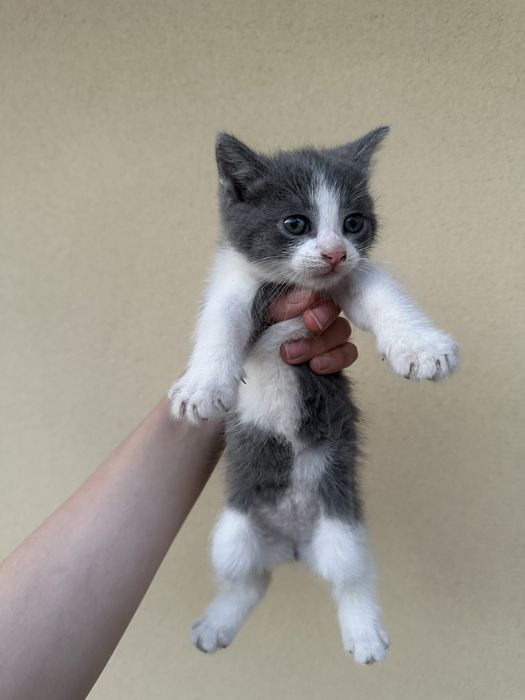 Котики в добрі руки