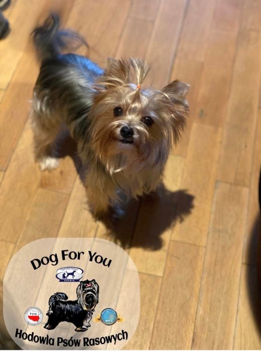 York black tan suczka 1.3kg