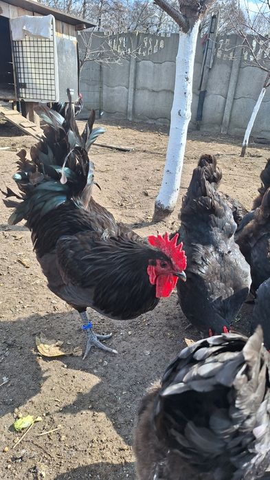 Jaja legowe australorp