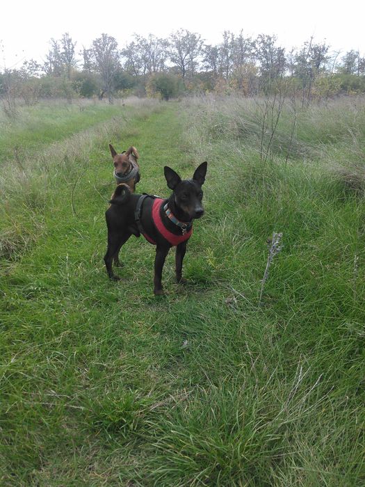 вязка цвергпинчера