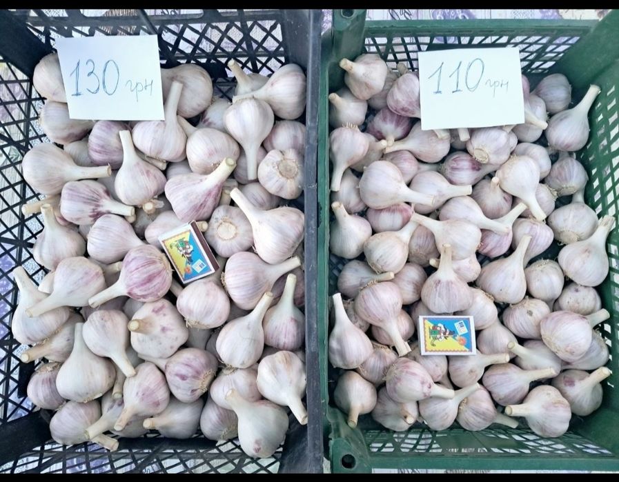 Часник любаша перша репродукція чеснок