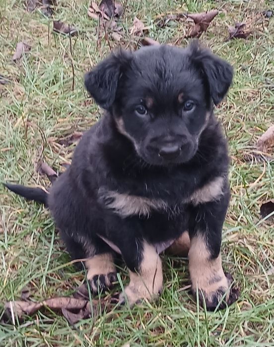 Німецька вівчарка