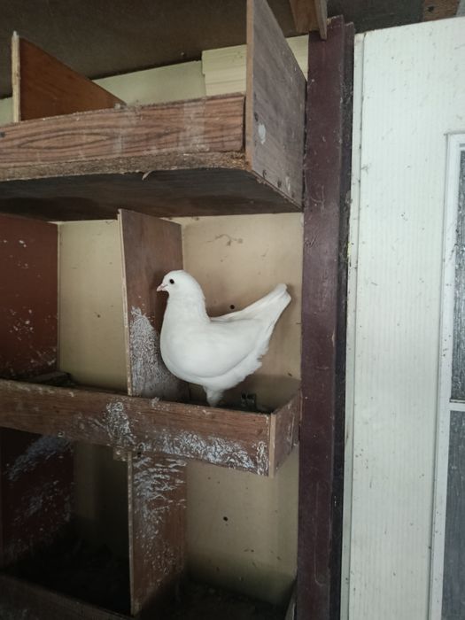 Sprzedam Gołębie Kingi