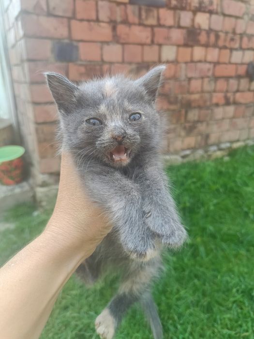 Дам в добрі руки