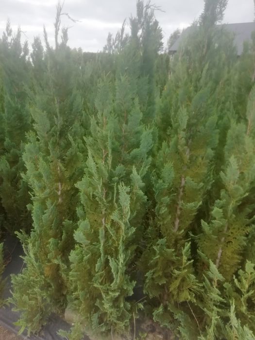 Cyprys Lawsona 200 cm wysoki w cenie 60 zł