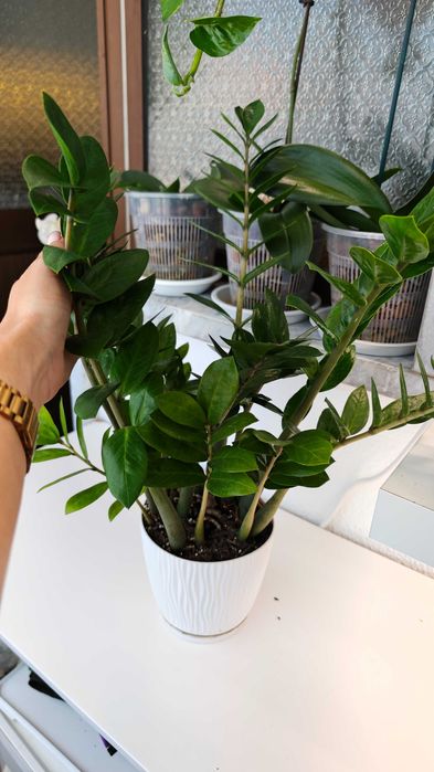 Planta interior Zamioculcas