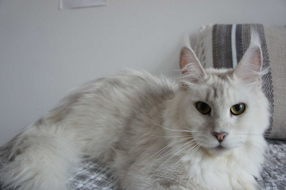 Maine Coon FIFE/FPL -  shaded - miła -  fs11