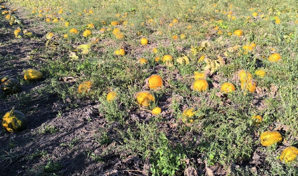 Насіння гарбуза.  "Український багатоплідний, ціна 100 грн за 1 кг.