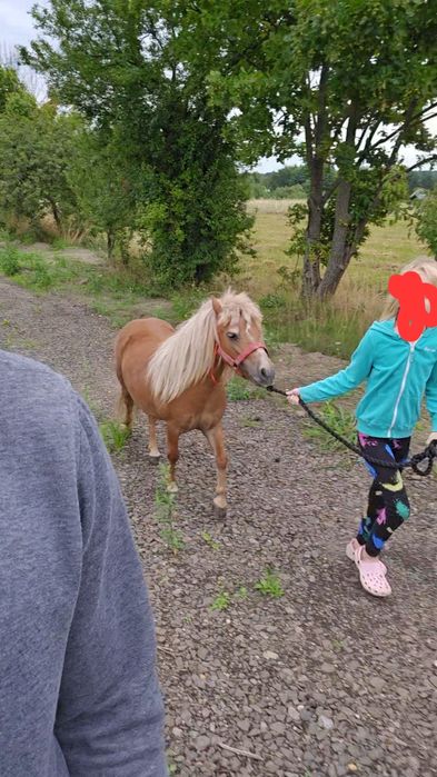 Kucyk, klacz, 5/10 lat