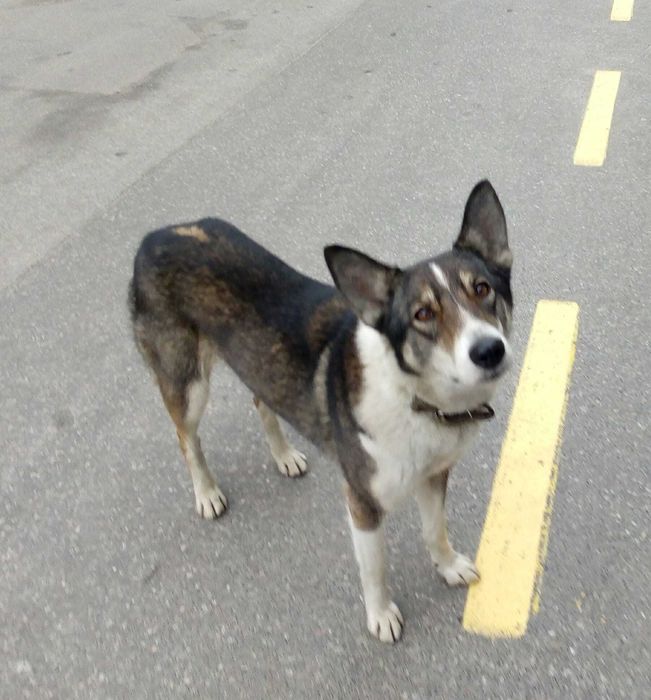 Шукаємо лайку. Поліський район,  межа з Житомирською обл.