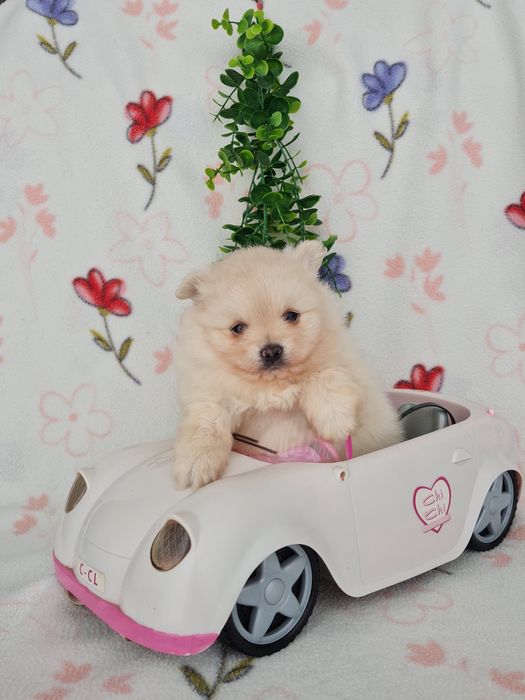 Exuberante mini Lulu da Pomerania / Spitz Alemão Anão de Qualidade
