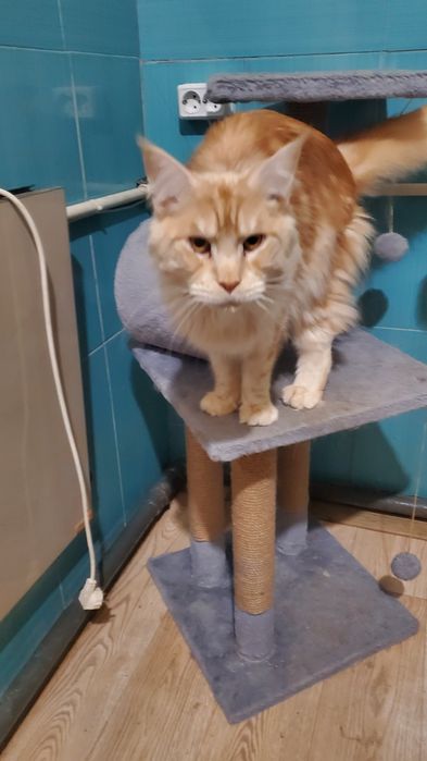 Кошенята,котята Мейн кун