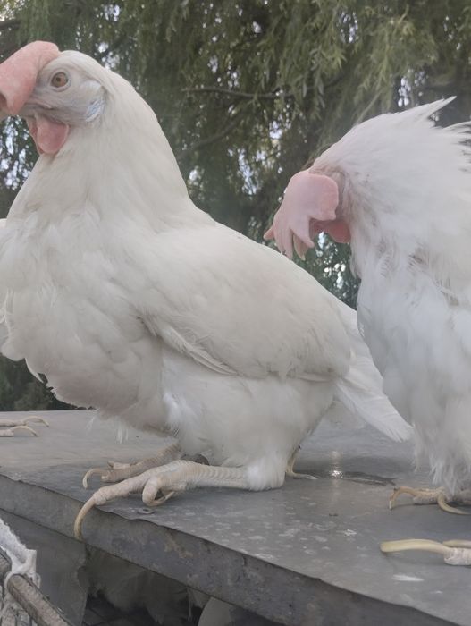 Курка Ломан Вайт несучка