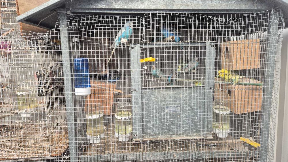 Viveiros para pássaros