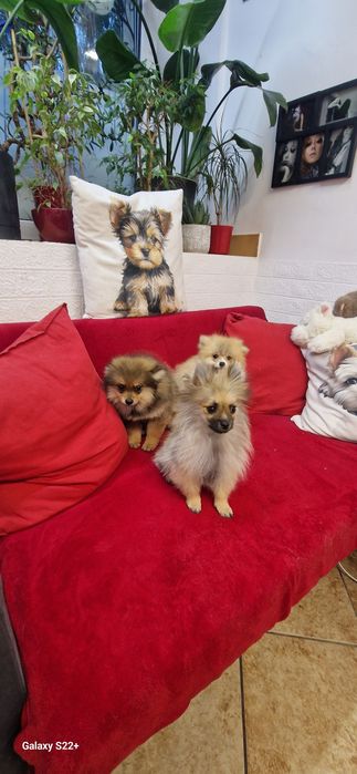 Szpic pomeranian chłopak