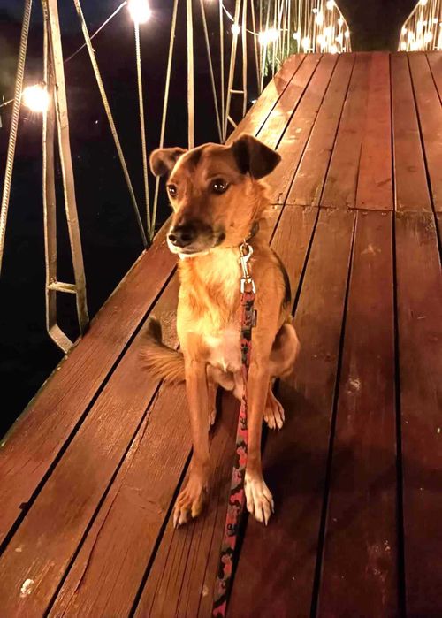 Kochany, cudny, najłagodniejszy piesek prosi o dom