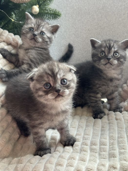 продається висловушка дівчинка