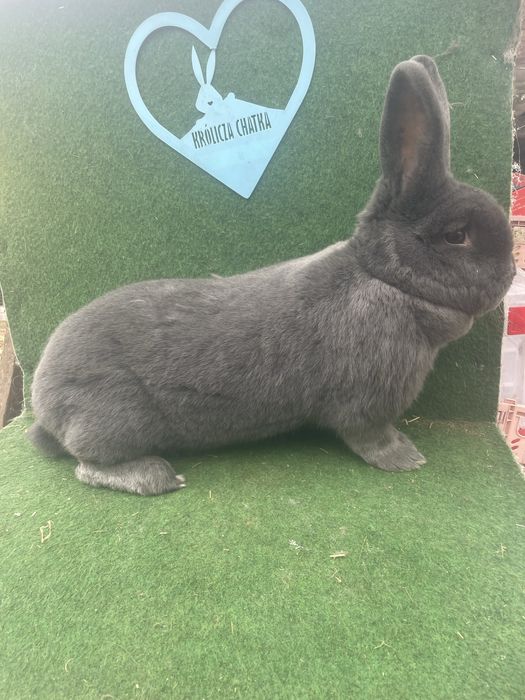 Samica wiedeńska niebieska