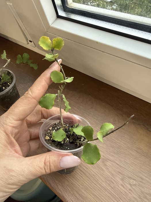 Хойя каньякумариана Hoya kanyakumariana