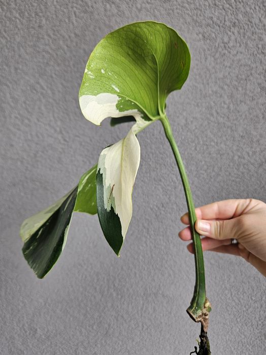 Monstera Jungle Mint naturalny pędówka ukorzeniona