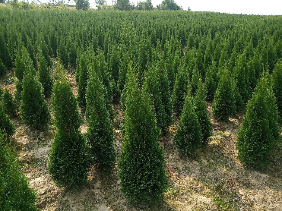 Tuja, tuje szmaragd brabant,kurnik, kolumna, tuje do 300cm, SADZIMY