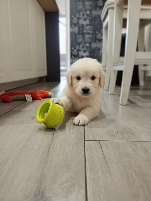 Golden retriever śliczne słodziaki